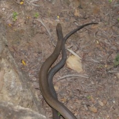 Pseudonaja textilis at Acton, ACT - 4 Nov 2020