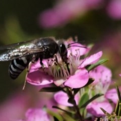 Bembix sp. (genus) (Unidentified Bembix sand wasp) at Holt, ACT - 2 Nov 2020 by Helend