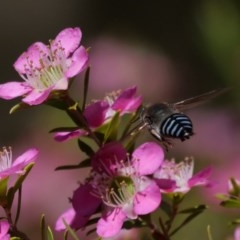 Bembix sp. (genus) at Holt, ACT - 2 Nov 2020