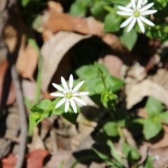 Stellaria flaccida (Forest Starwort) at Budawang, NSW - 4 Nov 2020 by LisaH