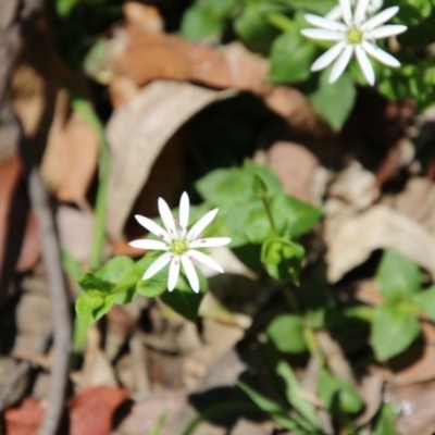 Stellaria flaccida (Forest Starwort) at Budawang, NSW - 4 Nov 2020 by LisaH