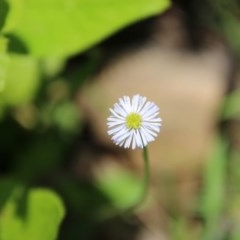 Lagenophora stipitata (Common Lagenophora) at Budawang, NSW - 4 Nov 2020 by LisaH