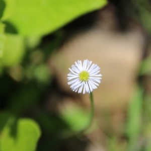 Lagenophora stipitata at Budawang, NSW - 4 Nov 2020