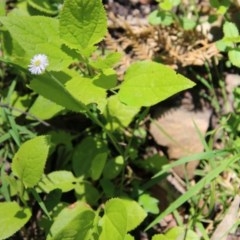 Lagenophora stipitata at Budawang, NSW - 4 Nov 2020