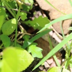 Lagenophora stipitata at Budawang, NSW - 4 Nov 2020