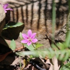 Schelhammera undulata (Lilac Lily) at Budawang, NSW - 4 Nov 2020 by LisaH