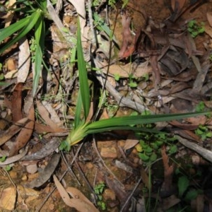 Dianella sp. at Budawang, NSW - 4 Nov 2020 12:02 PM