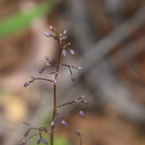 Dianella sp. at Budawang, NSW - 4 Nov 2020 12:02 PM