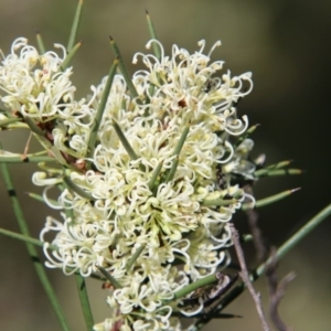 Hakea microcarpa at Mongarlowe, NSW - suppressed