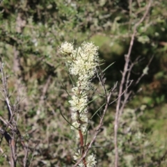 Hakea microcarpa at Mongarlowe, NSW - suppressed