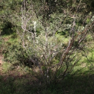 Hakea microcarpa at Mongarlowe, NSW - suppressed