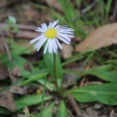 Lagenophora stipitata (Common Lagenophora) at Mongarlowe, NSW - 4 Nov 2020 by LisaH