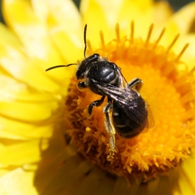 Lipotriches sp. (genus) (Halictid bee) at Downer, ACT - 4 Nov 2020 by Helend