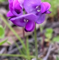 Swainsona sericea (Silky Swainson-Pea) at Burra, NSW - 3 Nov 2020 by Safarigirl