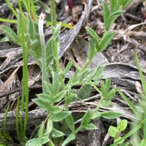 Swainsona sericea at Burra, NSW - 3 Nov 2020