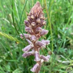 Orobanche minor (Broomrape) at Burra, NSW - 3 Nov 2020 by Safarigirl