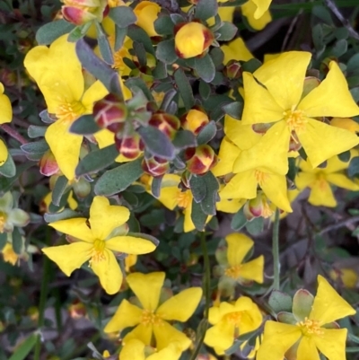 Hibbertia obtusifolia (Grey Guinea-flower) at Burra, NSW - 3 Nov 2020 by Safarigirl