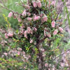 Cryptandra amara (Bitter Cryptandra) at Burra, NSW - 3 Nov 2020 by Safarigirl