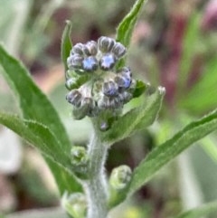 Cynoglossum australe (Australian Forget-me-not) at Burra, NSW - 3 Nov 2020 by Safarigirl