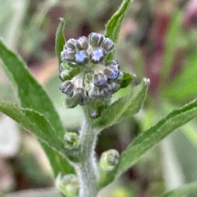 Cynoglossum australe (Australian Forget-me-not) at Burra, NSW - 3 Nov 2020 by Safarigirl