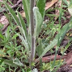 Cynoglossum australe at Burra, NSW - 3 Nov 2020 09:00 PM