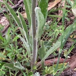 Cynoglossum australe at Burra, NSW - 3 Nov 2020 09:00 PM