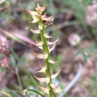 Stackhousia monogyna (Creamy Candles) at Burra, NSW - 3 Nov 2020 by Safarigirl