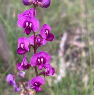 Swainsona recta (Small Purple Pea) at Burra, NSW - 3 Nov 2020 by Safarigirl