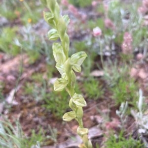 Hymenochilus sp. at Burra, NSW - 3 Nov 2020