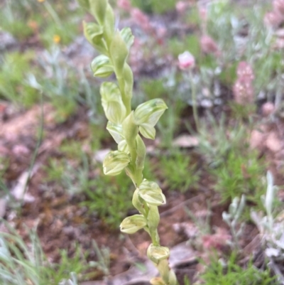 Hymenochilus sp. (A Greenhood Orchid) at Burra, NSW - 3 Nov 2020 by Safarigirl