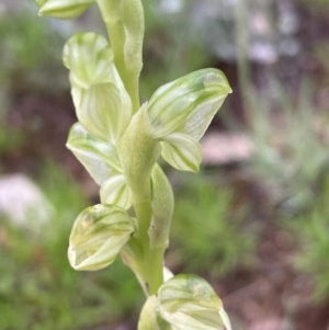 Hymenochilus sp. at Burra, NSW - 3 Nov 2020