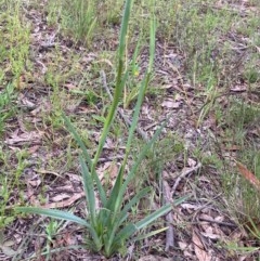 Dianella sp. aff. longifolia (Benambra) (Pale Flax Lily, Blue Flax Lily) at Burra, NSW - 3 Nov 2020 by Safarigirl