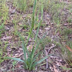 Dianella sp. aff. longifolia (Benambra) at Burra, NSW - 3 Nov 2020