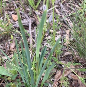 Dianella sp. aff. longifolia (Benambra) at Burra, NSW - 3 Nov 2020