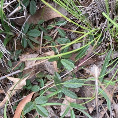 Grona varians (Slender Tick-Trefoil) at Burra, NSW - 3 Nov 2020 by Safarigirl