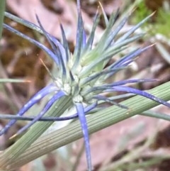 Eryngium ovinum (Blue Devil) at Burra, NSW - 3 Nov 2020 by Safarigirl