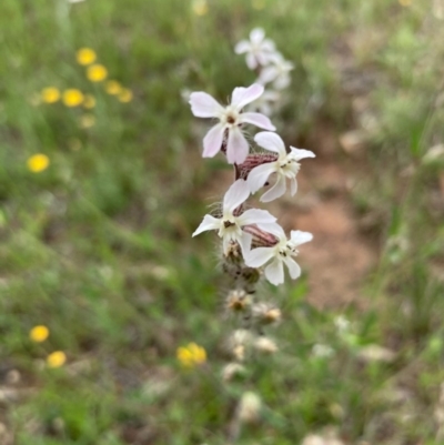 Silene gallica var. gallica (French Catchfly) at Burra, NSW - 3 Nov 2020 by Safarigirl