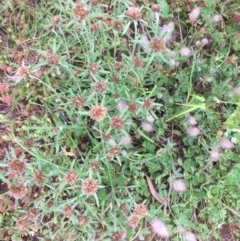 Euchiton involucratus (Star Cudweed) at Hughes, ACT - 4 Nov 2020 by Tapirlord