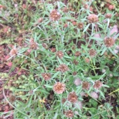 Euchiton involucratus at Hughes, ACT - 4 Nov 2020