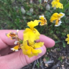 Goodenia pinnatifida (Scrambled Eggs) at Federal Golf Course - 4 Nov 2020 by Tapirlord