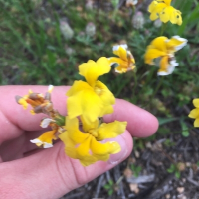 Goodenia pinnatifida (Scrambled Eggs) at Federal Golf Course - 4 Nov 2020 by Tapirlord