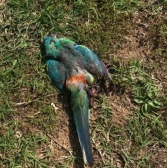 Psephotus haematonotus (Red-rumped Parrot) at Phillip, ACT - 4 Nov 2020 by Tapirlord