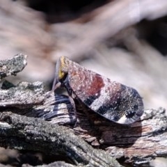 Platybrachys decemmacula (Green-faced gum hopper) at Downer, ACT - 4 Nov 2020 by Kurt