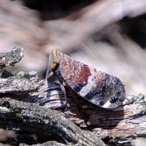 Platybrachys decemmacula at Downer, ACT - 4 Nov 2020