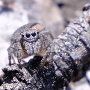 Maratus calcitrans at Downer, ACT - suppressed