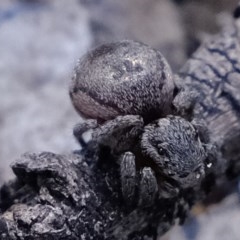 Maratus calcitrans at Downer, ACT - suppressed