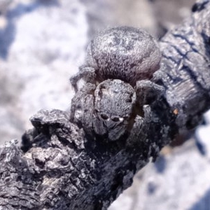 Maratus calcitrans at Downer, ACT - suppressed