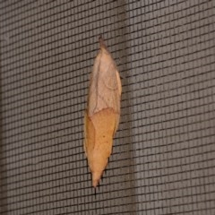 Pararguda nasuta (Wattle Snout Moth) at Florey, ACT - 2 Nov 2020 by Kurt