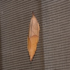 Pararguda nasuta (Wattle Snout Moth) at Florey, ACT - 3 Nov 2020 by Kurt