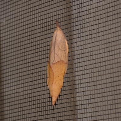 Pararguda nasuta (Wattle Snout Moth) at Florey, ACT - 3 Nov 2020 by Kurt